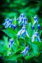 Blooming blue rooguchi clematis in the garden. Selective focus. Shallow depth of field Royalty Free Stock Photo
