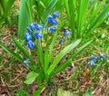 Blooming blue snowdrops, early primroses on green grass