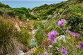 Blooming blue thistle flowers Royalty Free Stock Photo