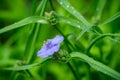 Blooming blue Tradescantia Tradescantia virginiana in the garden