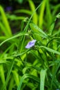 Blooming blue Tradescantia Tradescantia virginiana in the garden