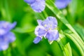 Blooming blue Tradescantia Tradescantia virginiana in the garden