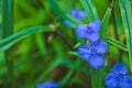 Blooming blue Tradescantia Tradescantia virginiana in the garden