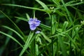 Blooming blue Tradescantia Tradescantia virginiana in the garden