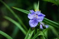 Blooming blue Tradescantia Tradescantia virginiana in the garden
