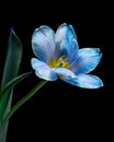 Blooming blue Tulip flower with green leaves and stem on black background, yellow pollen. Royalty Free Stock Photo