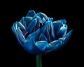 Blooming blue Tulip flower with pollen on black background, green stem. Royalty Free Stock Photo