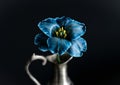 Blooming blue tulip in a vase isolated on a black background