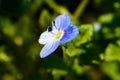 A blooming blue Veronica persica in spring