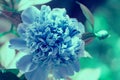 Blooming blue vintage peony flower in the garden. Flower nature background Royalty Free Stock Photo