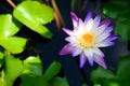 Blooming Blue and Violet Nymphaea Lotus with Green Leaves and Blurred Background