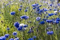 Blooming cornflowers in the meadow