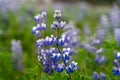 Blooming blue wild lupine (Lupinus perennis Royalty Free Stock Photo