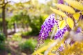 Blue Wisteria blossom on green blurred garden background. Chinese Fabaceae Wisteria sinensis flower Royalty Free Stock Photo