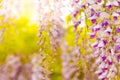 Blue Wisteria blossom on green blurred garden background. Chinese Fabaceae Wisteria sinensis flower Royalty Free Stock Photo