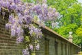 Blooming blue wisteria hanging over long brick wall