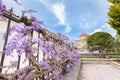 Blooming blue Wisteria sinensis on fence in Greece