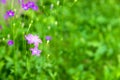 Blooming bluebell flower campanula flower in the field on summ