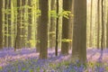 Blooming bluebell forest of Hallerbos in Belgium