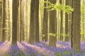 Blooming bluebell forest in morning sunlight Royalty Free Stock Photo