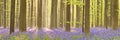 Blooming bluebell forest of in morning sunlight Royalty Free Stock Photo