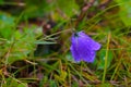 Blooming Bluebell. Harebell, Campanula Rotundifolia on the Green Meadow of Alps