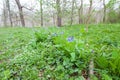 Virginia Bluebells Blooming near Log Royalty Free Stock Photo