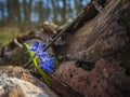 Blooming bluebell wildflowers in spring