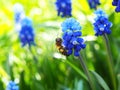 Blooming bluebells close-up. A bee sits on a flower and pollinates it. Focus on the buds, insect in blur. Muscari, grape hyacinth