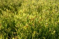 Blooming blueberries in the mountains Royalty Free Stock Photo
