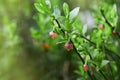 Blooming blueberry in the forest close up. Royalty Free Stock Photo