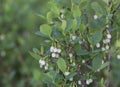 Blooming bog bilberry, Vaccinium uliginosum plants Royalty Free Stock Photo