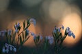 Blooming bog-rosemary, Andromeda polifolia in sunset