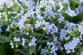 Blooming borage blue flowers on a sunny day. Royalty Free Stock Photo