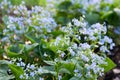 Blooming borage blue flowers on a sunny day. Royalty Free Stock Photo