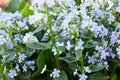 Blooming borage blue flowers on a sunny day. Royalty Free Stock Photo