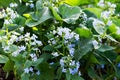 Blooming borage blue flowers on a sunny day. Royalty Free Stock Photo