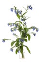 Blooming Borago borage in a glass vessel on a white background