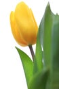 Blooming yellow Botanic Tulip flower Royalty Free Stock Photo