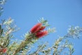 Blooming bottlebrush (Genus Callistemon) bevore blue sky. Royalty Free Stock Photo