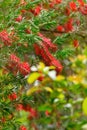 Blooming bottlebush flowers in Spring Royalty Free Stock Photo