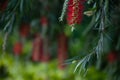 A blooming bottlebush flower in Spring Royalty Free Stock Photo