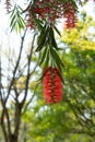 blooming bottlebush flower in Spring at vertical composition Royalty Free Stock Photo