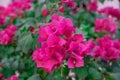 Blooming bougainvillea Bouquet on tree Royalty Free Stock Photo