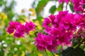 Bougainvillea flowers Royalty Free Stock Photo