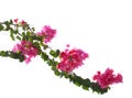 Blooming Bougainvillea branch isolated on white background. Selective focus