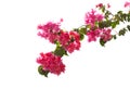 Blooming Bougainvillea branch isolated on white background. Selective focus Royalty Free Stock Photo