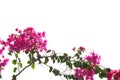 Blooming Bougainvillea branch of magenta color isolated on white background. Selective focus