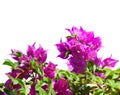 Blooming Bougainvillea branches of magenta color isolated on white background. Selective focus Royalty Free Stock Photo