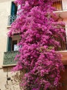 Blooming bougainvillea climb on the building facade giving shade for the balconies in Collioure, France. Planting and gardening Royalty Free Stock Photo